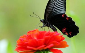 酒醉的蝴蝶简谱-孙艺琪-酒醉的蝴蝶A调歌曲简谱