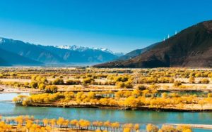 深秋的西藏简谱-费娜百灵鸟-深秋的西藏C调歌曲简谱