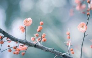 二月里来简谱-梦之旅组合-二月里来F调歌曲简谱