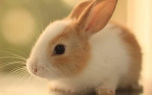 小兔子乖乖简谱-王雪晶版-C调歌曲简谱