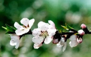 春天来了简谱-D调歌曲简谱