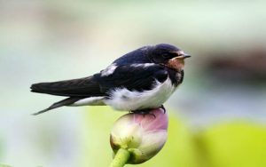 小燕子简谱-儿歌-小燕子C调歌曲简谱