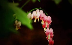 花非花简谱-D调歌曲简谱