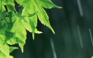 三月里的小雨简谱-梦之旅版-E调歌曲简谱