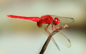 红蜻蜓简谱-G调歌曲简谱