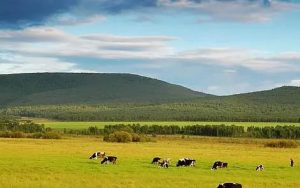 我的大草原简谱-乌兰图雅-D调歌曲简谱