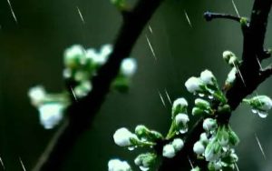 刘文正《三月里的小雨吉他谱》G调原版六线谱