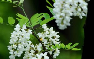 槐花几时开简谱-四川民歌-F调歌曲简谱