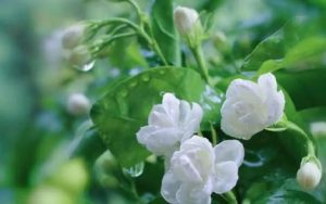 茉莉花简谱(歌词)-中国民歌-F调歌曲简谱