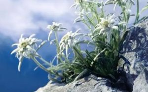 雪绒花简谱(歌词)-儿歌-C调歌曲简谱