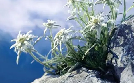 雪绒花简谱(歌词)-儿歌-C调歌曲简谱 雪绒花简谱(歌词)-儿歌-C调歌曲简谱