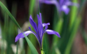 兰花草简谱-冷梅-兰花草D调歌曲简谱