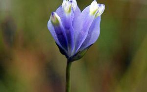 一枝花简谱-二胡曲-C调歌曲简谱