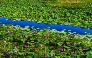 洪湖水简谱-钢琴简谱