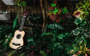 闪着泪光的决定尤克里里谱-吴佩慈-F调弹唱和弦谱