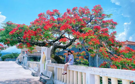 凤凰花开的路口简谱-厦门六中合唱团-F调歌曲简谱 凤凰花开的路口简谱-厦门六中合唱团-F调歌曲简谱