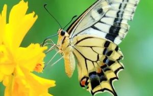 酒醉的蝴蝶简谱-崔伟立-A调歌曲简谱