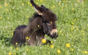 小毛驴简谱-儿歌-C调原版简谱