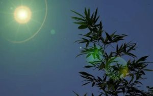 月光下的凤尾竹简谱(歌词)-E调歌曲简谱