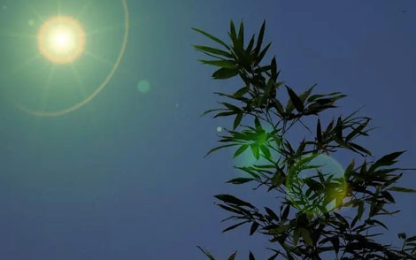 月光下的凤尾竹简谱(歌词)-E调歌曲简谱 月光下的凤尾竹简谱(歌词)-E调歌曲简谱