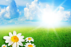 野菊花吉他谱-儿歌《野菊花》C调弹唱六线谱