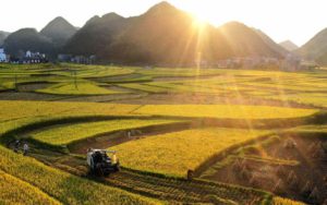 在希望的田野上简谱(歌词) -B调歌曲简谱