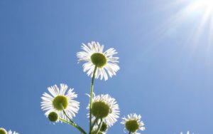 歌声与微笑简谱-儿歌-E调歌曲简谱