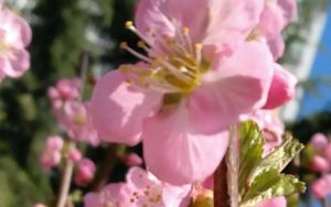 春天你在哪里简谱-田禾-F调歌曲简谱