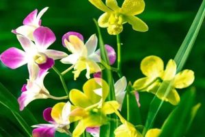 兰花花简谱(歌词)-陕北民歌-G调歌曲简谱