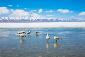 青海湖吉他谱C调-白羽《青海湖》完整原版六线谱