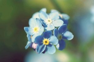 勿忘我吉他谱-要不要买菜《勿忘我》G调原版弹唱六线谱