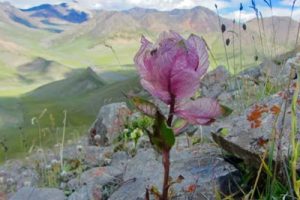 高樱《红雪莲吉他谱》G调双吉他原版