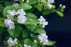 茉莉花简谱(歌词)-宋祖英版-E调歌曲简谱