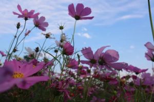 格桑花开放的地方简谱-邹希梅-E调原版简谱