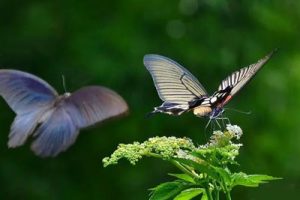 化蝶简谱-牟玄甫-A调原版编配